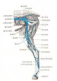 体循环的静脉