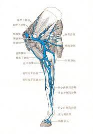 体循环的静脉